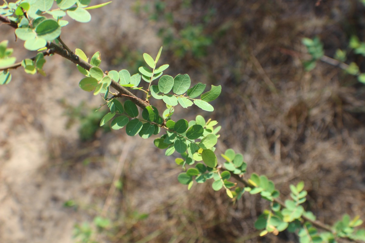 Phyllanthus reticulatus Poir.